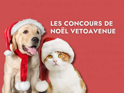 concours de Noel